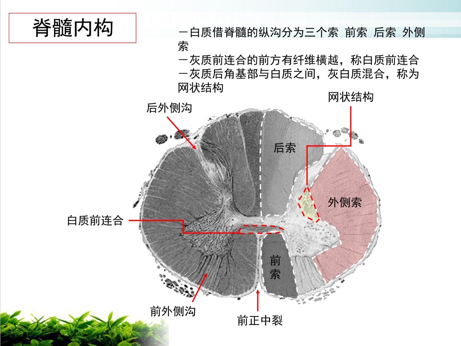 第十六次课脊髓内构脑干外形参考课件.ppt_第3页