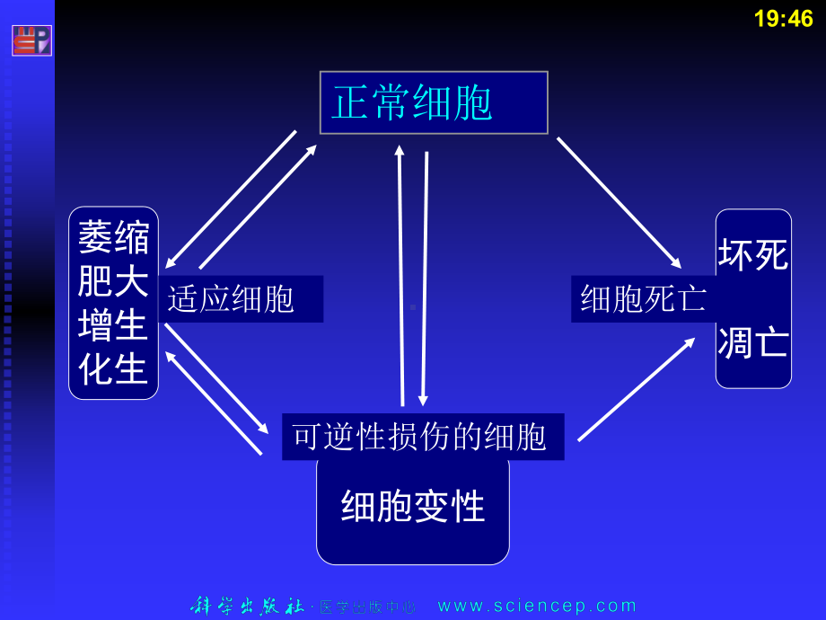 第三章细胞和组织的适应损伤和修复课件.pptx_第2页