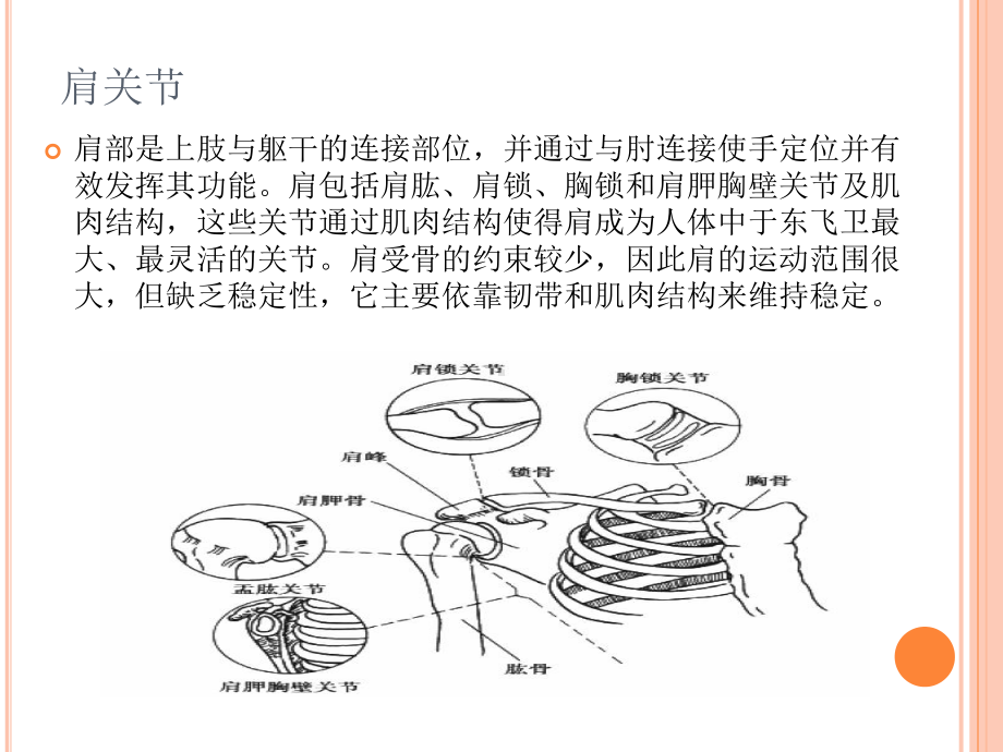 简要肩关节功能解剖-课件.ppt_第2页