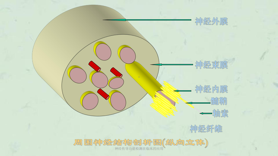 神经传导功能检测在临床的应用课件.ppt_第3页