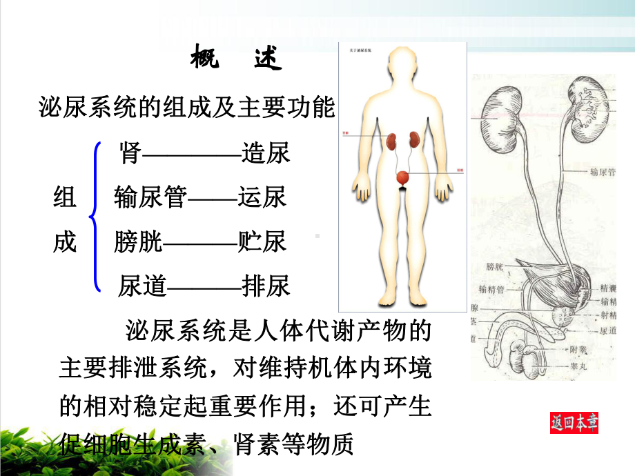 系统解剖学人体泌尿系统示范课件.ppt_第3页