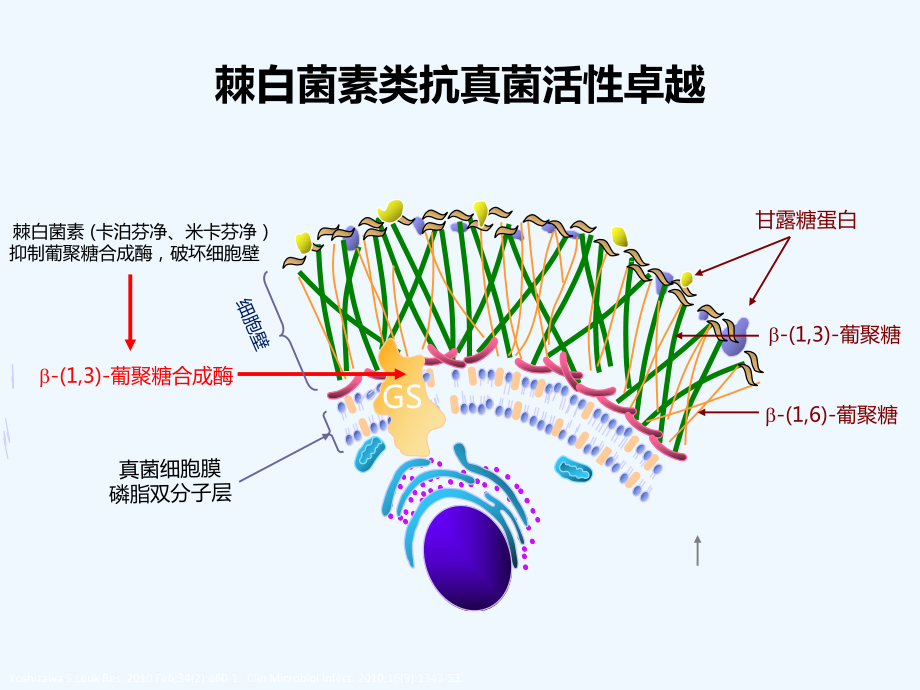 第期警惕米卡芬净诱发溶血的严重不良反应课件.ppt_第3页