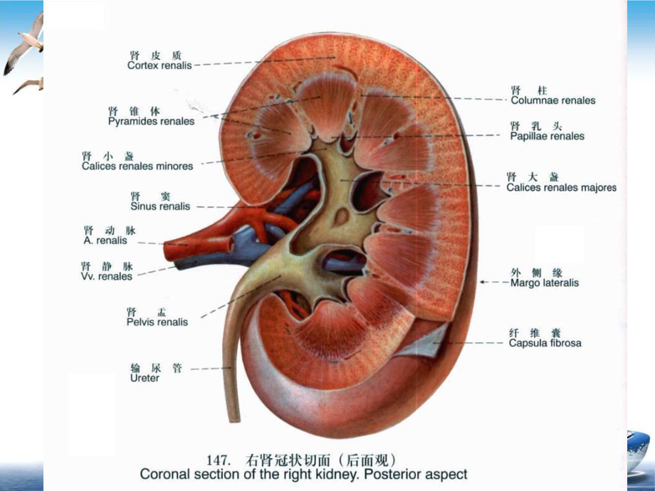 第三节慢性肾小球肾炎病人的护理课件-2.ppt_第3页