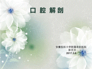 《口腔解剖》课件.ppt