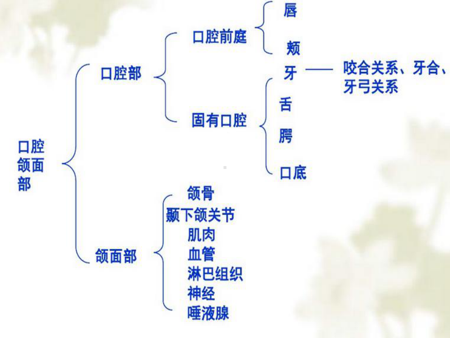 《口腔解剖》课件.ppt_第2页