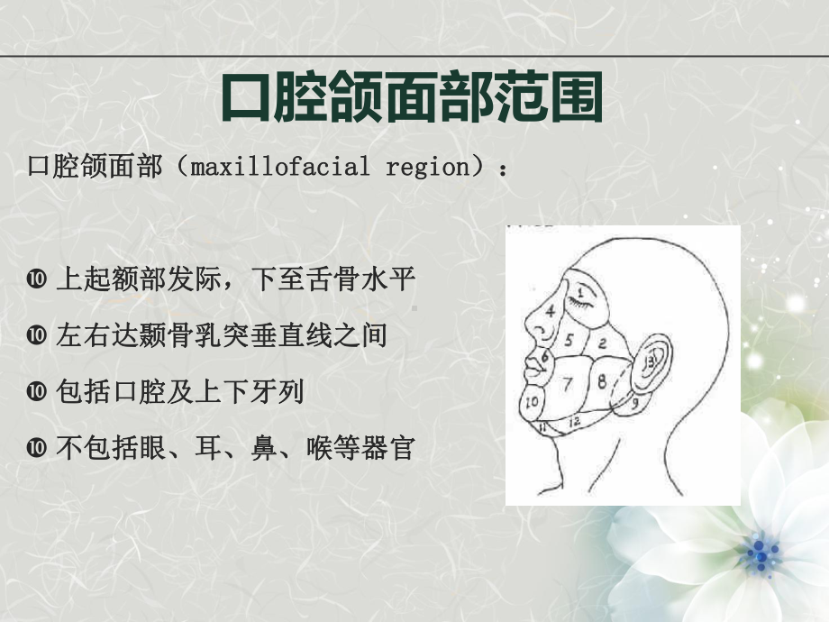 《口腔解剖》课件.ppt_第3页