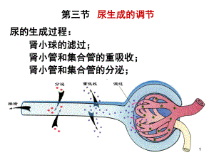 级药学本科泌尿课件.ppt