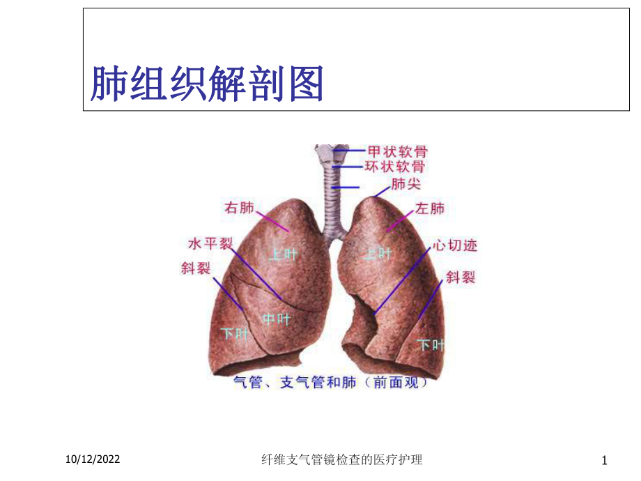 纤维支气管镜检查的医疗护理培训课件.ppt_第1页