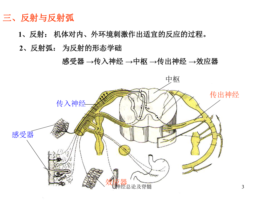 神经总论及脊髓课件.ppt_第3页