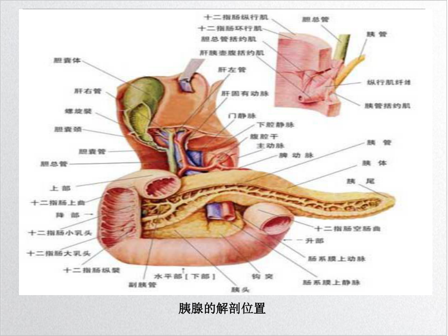 第七节急性胰腺炎病人的护理课件-2.ppt_第3页