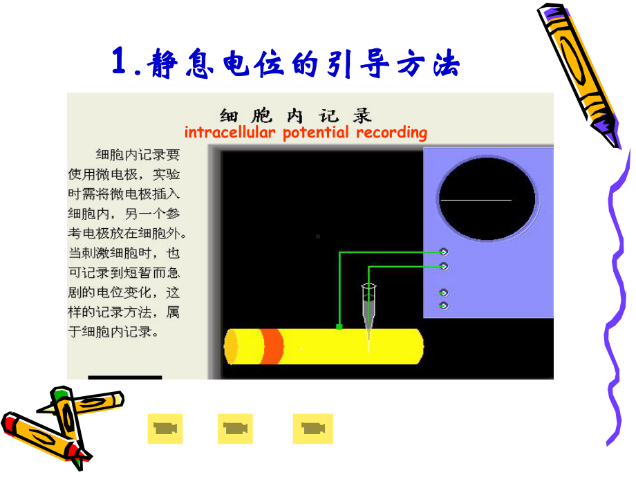 Chapt2细胞的基本功能课件2.ppt_第3页