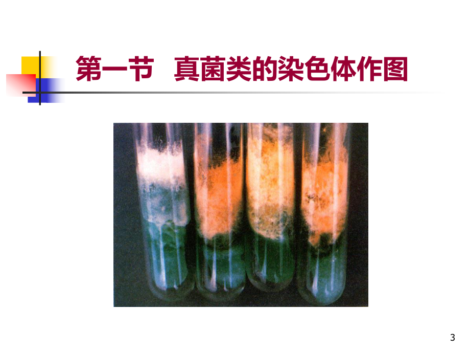 真核生物特殊的染色体作图课件.ppt_第3页