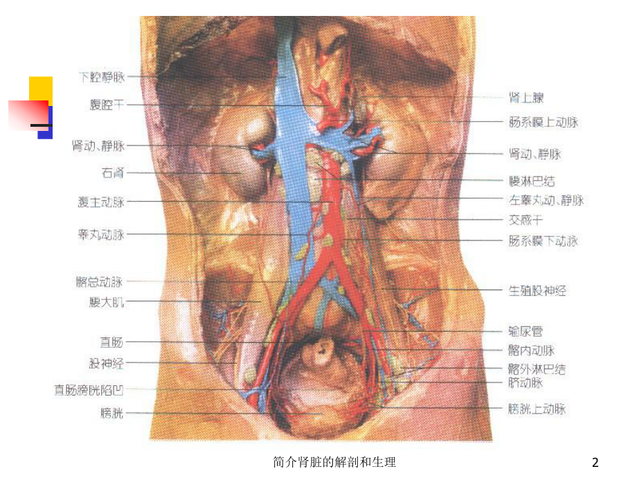 简介肾脏的解剖和生理培训课件.ppt_第2页