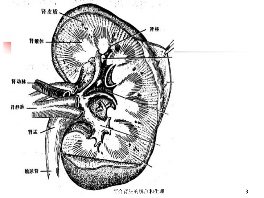 简介肾脏的解剖和生理培训课件.ppt_第3页