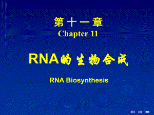 RNA的生物合成课件.pptx