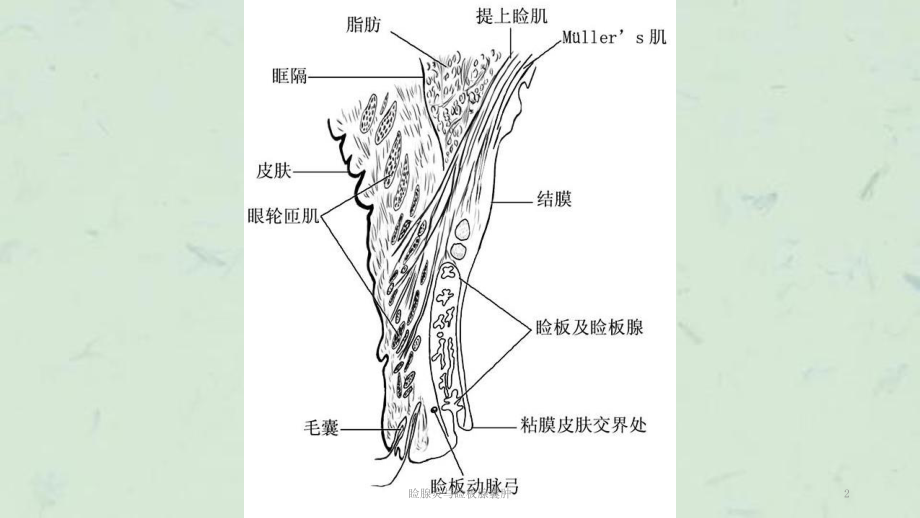 睑腺炎与睑板腺囊肿课件.ppt_第2页