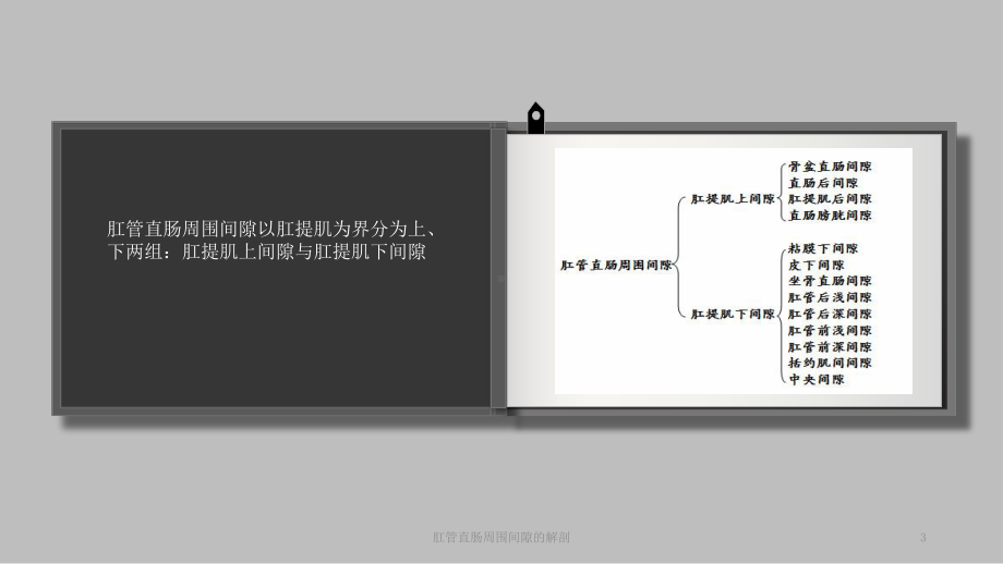 肛管直肠周围间隙的解剖培训课件.ppt_第3页