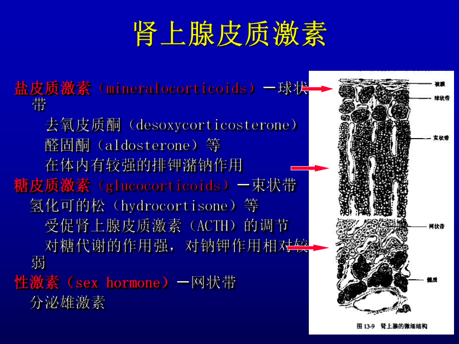 糖皮质激素在肾病中的应用课件.pptx_第3页