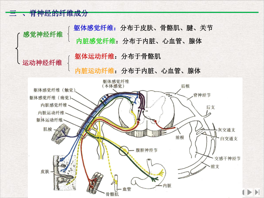 神经系统总论及脊神经版课件.pptx_第3页