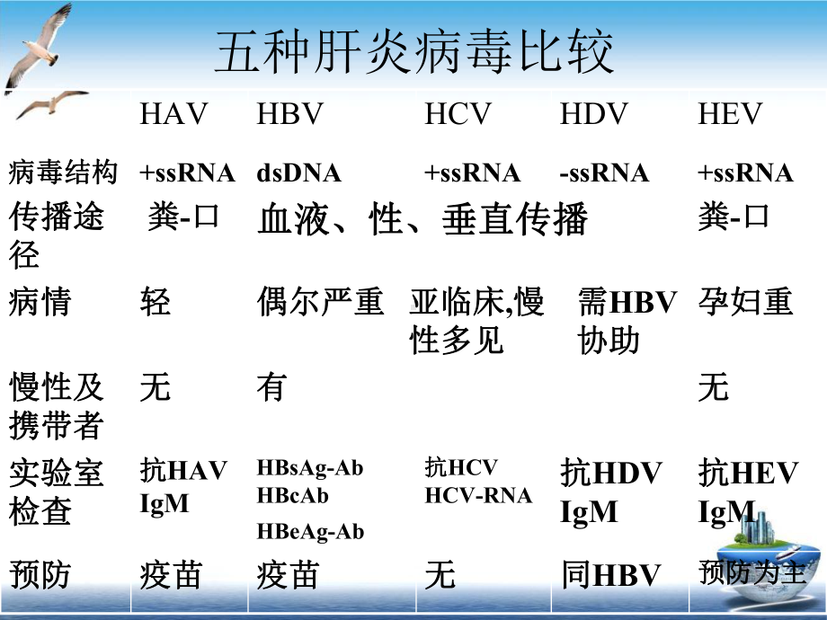 肝炎病毒简介培训课程课件.ppt_第3页