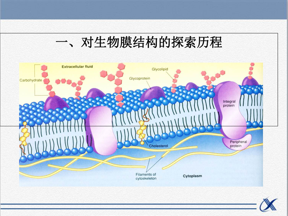 人教版高中生物必修1分子与细胞课件知识点-对生物膜结构的探索历程.ppt_第2页