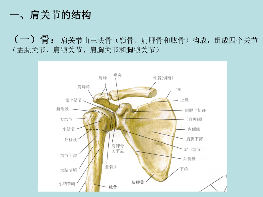 肩关节解剖常用查体方法-课件.ppt_第3页