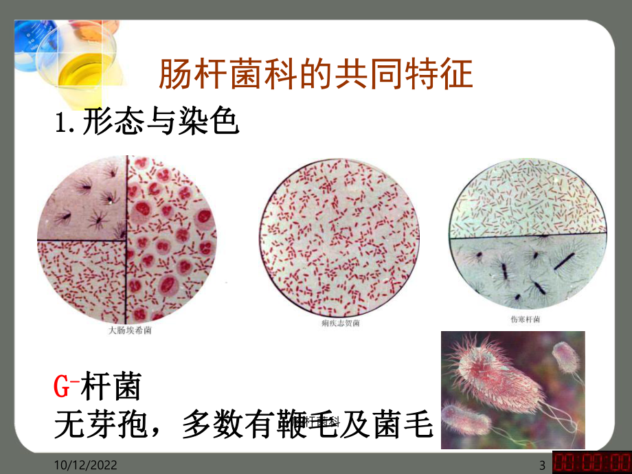 肠杆菌科课件.ppt_第3页