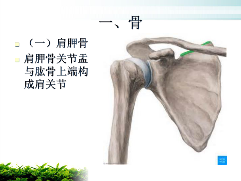 肩关节应用解剖培训课件.ppt_第3页