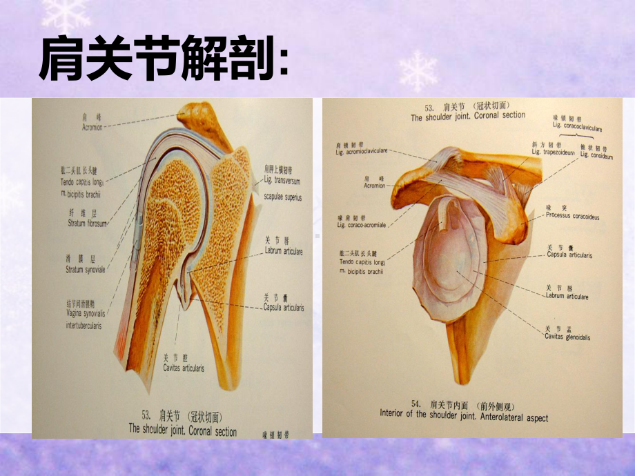 肩关节脱位的护理课件.pptx_第3页