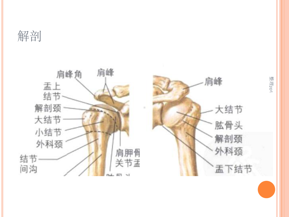 肱骨近端骨折教案课件.ppt_第2页