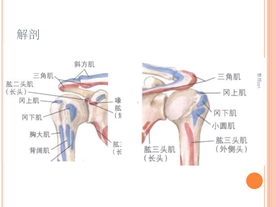 肱骨近端骨折教案课件.ppt_第3页