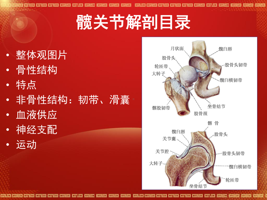 股骨头坏死解剖课件.pptx_第2页