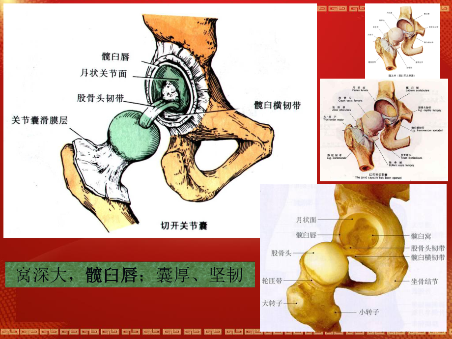 股骨头坏死解剖课件.pptx_第3页