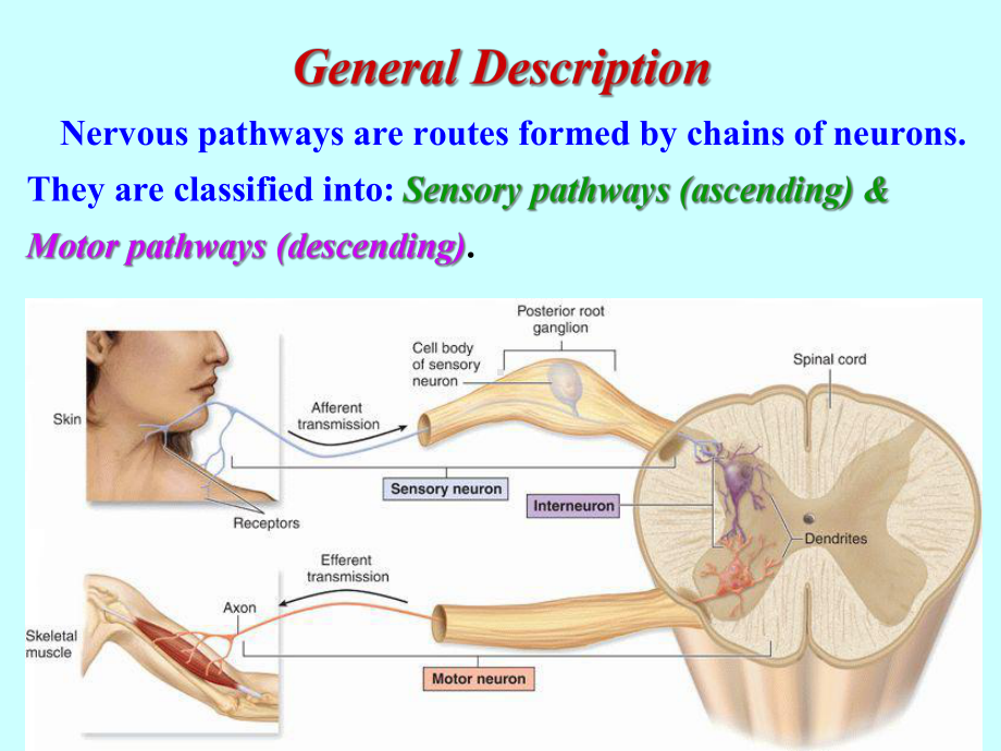 人体剖学神经传导通路课件.ppt_第3页