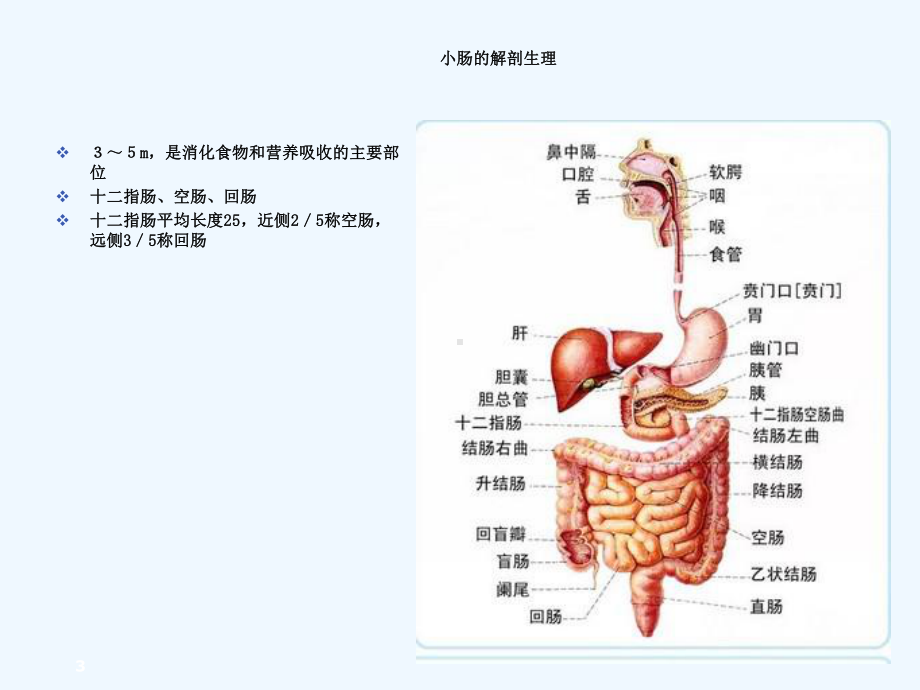 肠梗阻护理查房-课件.ppt_第3页