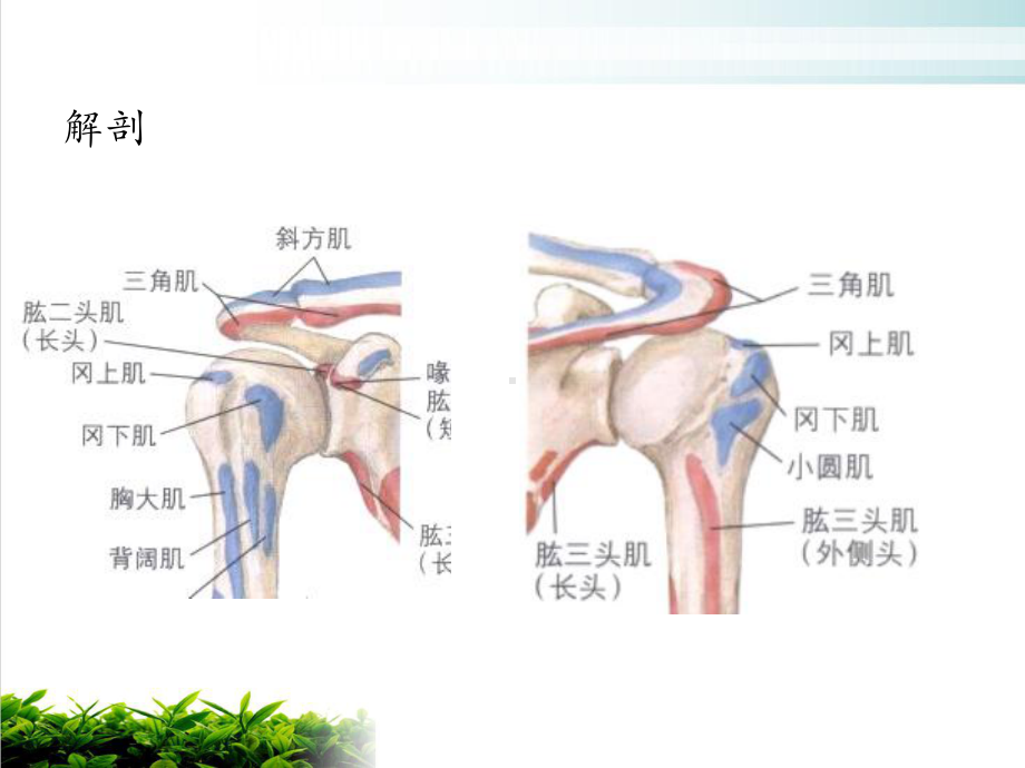 肱骨近端骨折教案讲课课件.ppt_第3页