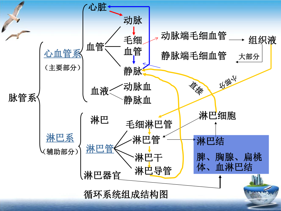 七章心血管系统参考课件.ppt_第3页