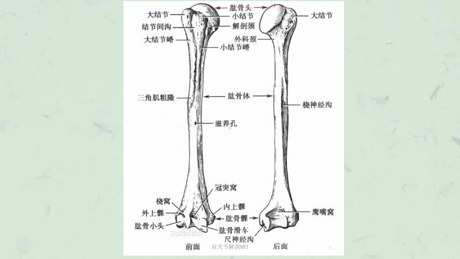 肩关节解剖MRI课件.ppt_第2页