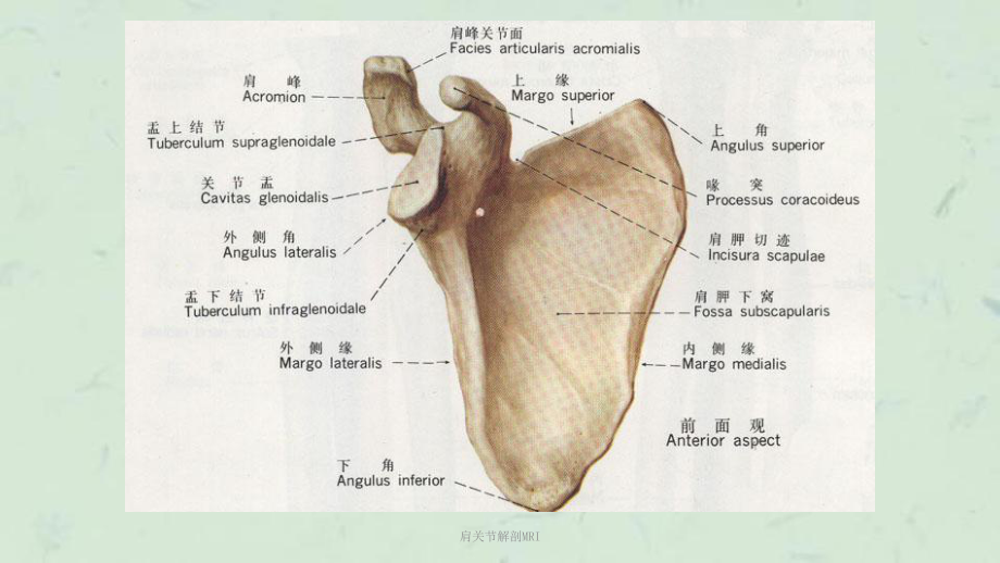 肩关节解剖MRI课件.ppt_第3页