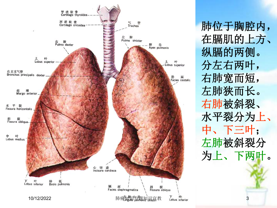 肺癌知识专题知识宣教培训课件.ppt_第3页