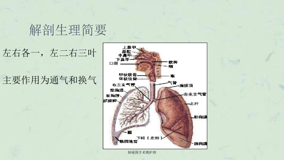 肺癌围手术期护理课件.ppt_第3页