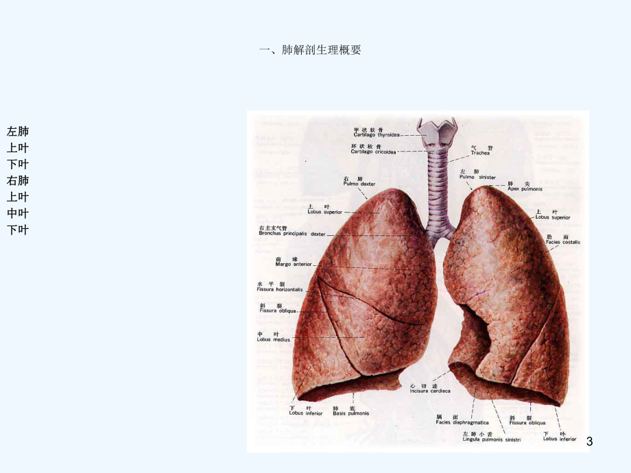 肺癌护理查房课件.ppt_第3页