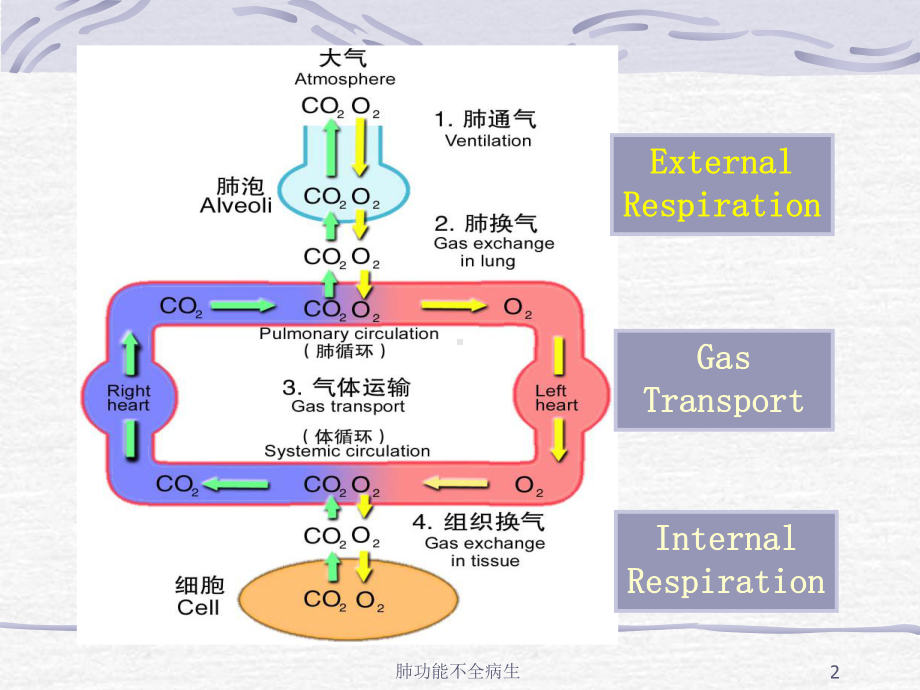 肺功能不全病生培训课件.ppt_第2页