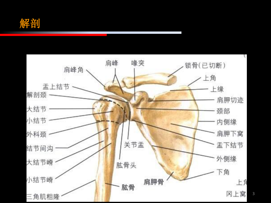 肩周炎康复治疗参考课件.ppt_第3页