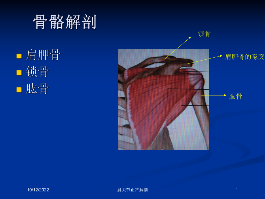 肩关节正常解剖培训课件.ppt_第1页