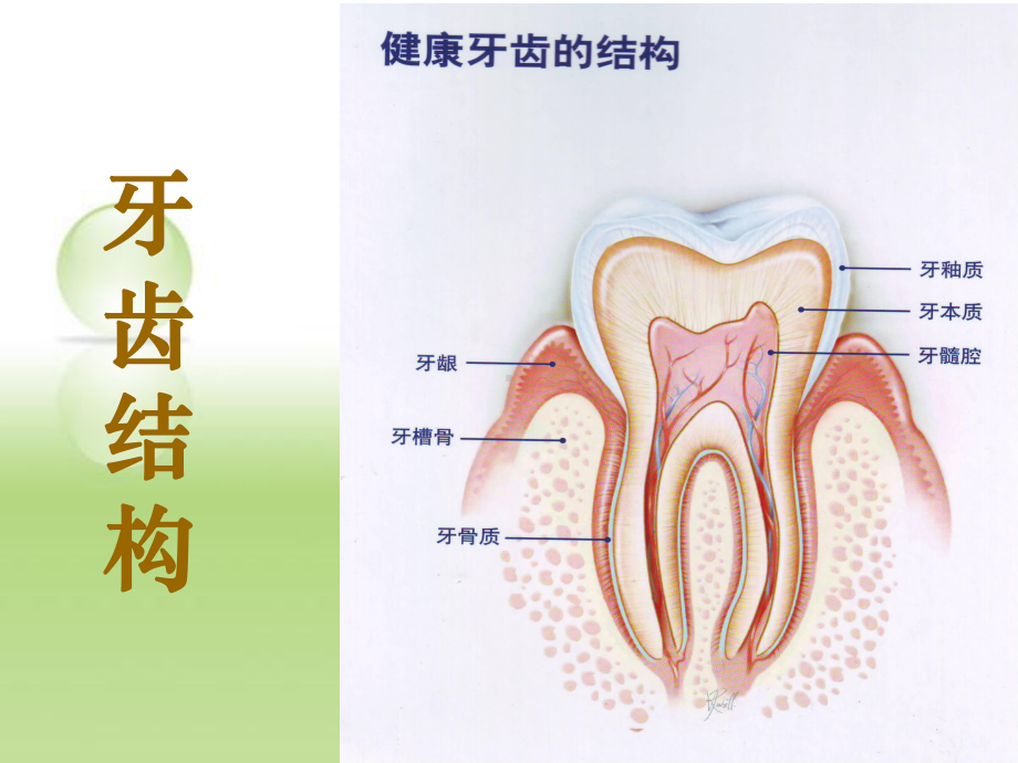 （培训教材）口腔健康教育讲座课件.pptx_第3页