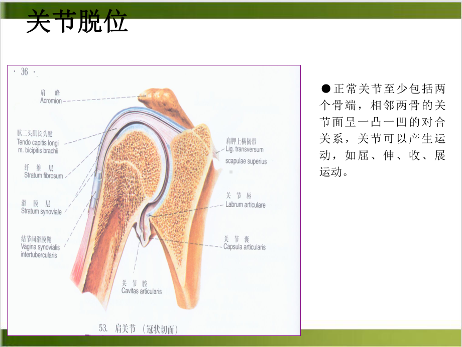 肩关节脱位病人的护理课件-2.ppt_第3页