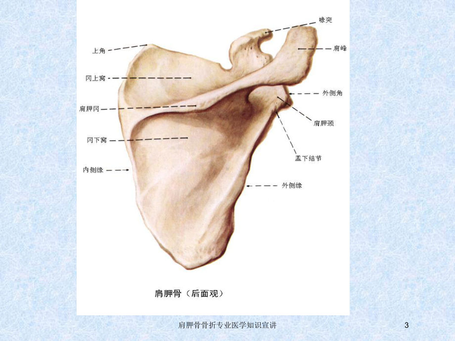 肩胛骨骨折专业医学知识宣讲培训课件.ppt_第3页