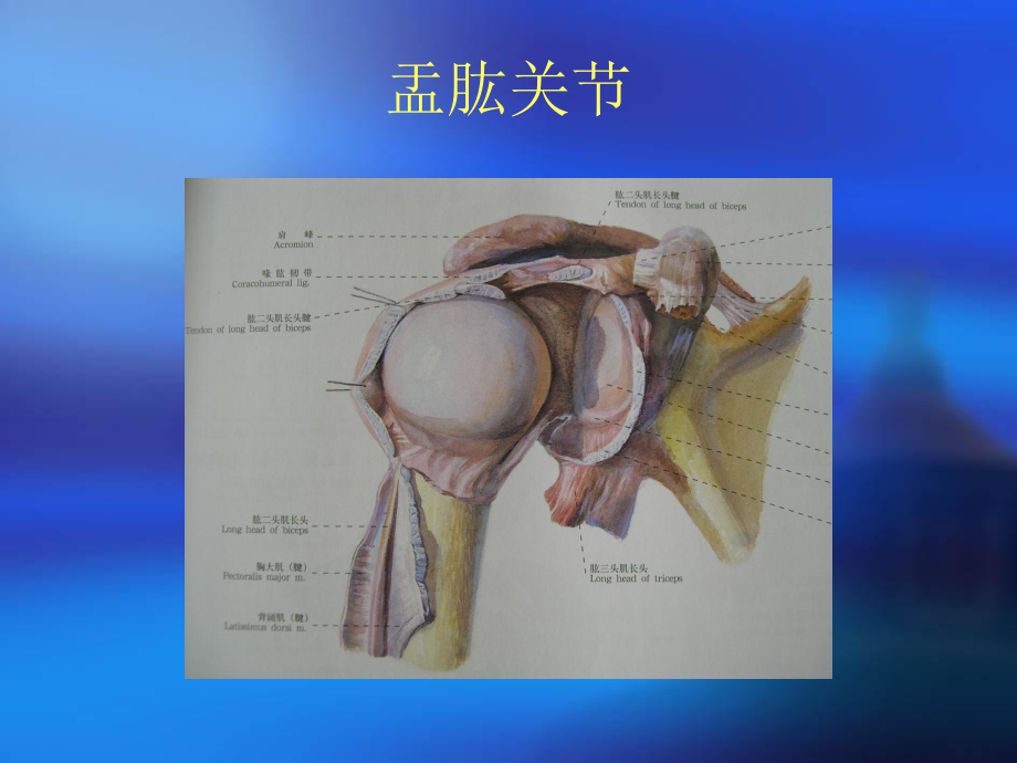 肩关节解剖和相关生物力学培训课件.ppt_第3页