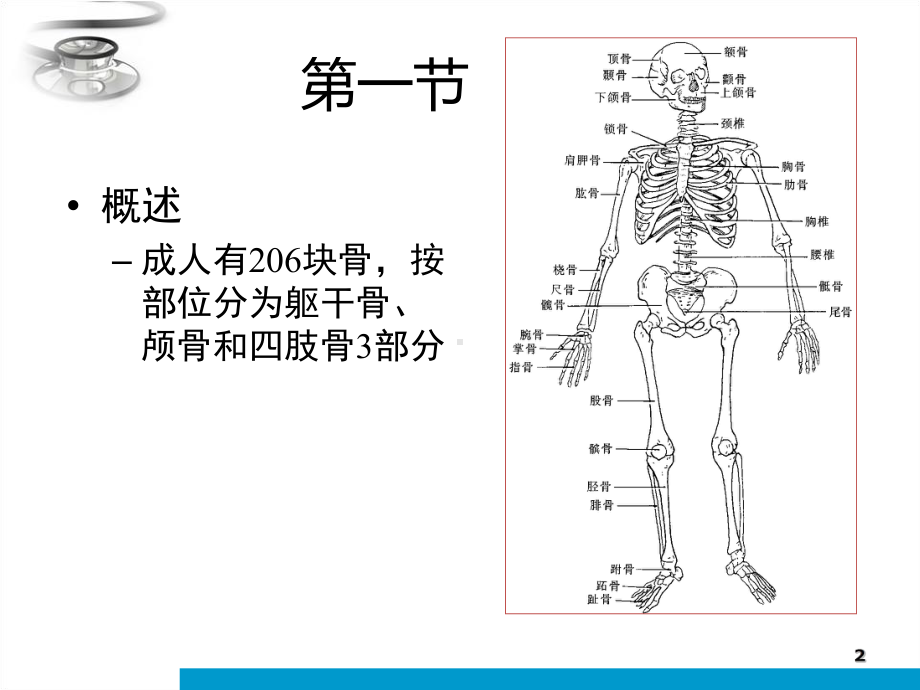 人体解剖学运动系统-课件.ppt_第2页